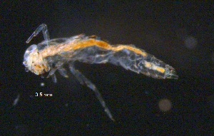  ( - BIOUG03302-F02)  @12 [ ] CreativeCommons - Attribution (2013) Stantec Centre for Biodiversity Genomics