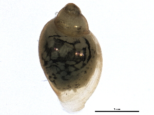  ( - SCCWRP0388001)  @14 [ ] CreativeCommons - Attribution (2012) CBG Photography Group Centre for Biodiversity Genomics