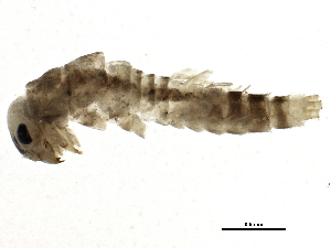  ( - SCCWRP0101024)  @12 [ ] CreativeCommons - Attribution (2012) CBG Photography Group Centre for Biodiversity Genomics