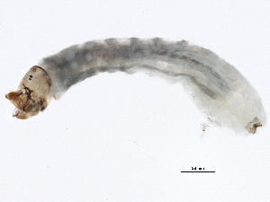  ( - SCCWRP0279046)  @12 [ ] CreativeCommons - Attribution (2012) CBG Photography Group Centre for Biodiversity Genomics