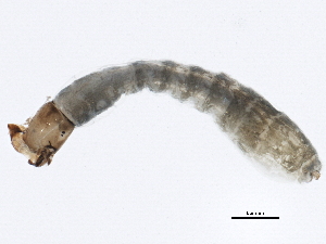  ( - SCCWRP0279047)  @12 [ ] CreativeCommons - Attribution (2012) CBG Photography Group Centre for Biodiversity Genomics