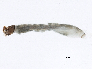  ( - SCCWRP0279048)  @12 [ ] CreativeCommons - Attribution (2012) CBG Photography Group Centre for Biodiversity Genomics
