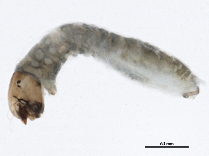  ( - SCCWRP0279049)  @12 [ ] CreativeCommons - Attribution (2012) CBG Photography Group Centre for Biodiversity Genomics