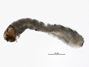  ( - SCCWRP0279050)  @12 [ ] CreativeCommons - Attribution (2012) CBG Photography Group Centre for Biodiversity Genomics