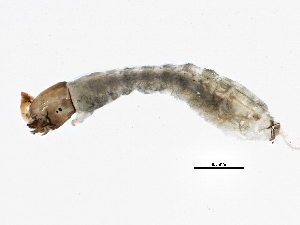  ( - SCCWRP0279053)  @12 [ ] CreativeCommons - Attribution (2012) CBG Photography Group Centre for Biodiversity Genomics