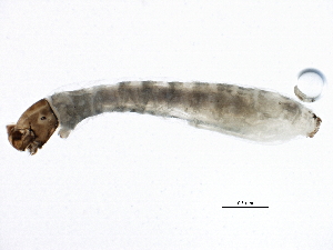  ( - SCCWRP0279054)  @12 [ ] CreativeCommons - Attribution (2012) CBG Photography Group Centre for Biodiversity Genomics