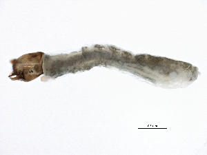  ( - SCCWRP0279055)  @12 [ ] CreativeCommons - Attribution (2012) CBG Photography Group Centre for Biodiversity Genomics