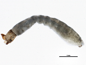  ( - SCCWRP0279056)  @12 [ ] CreativeCommons - Attribution (2012) CBG Photography Group Centre for Biodiversity Genomics