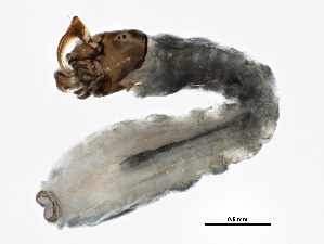  ( - SCCWRP0279058)  @12 [ ] CreativeCommons - Attribution (2012) CBG Photography Group Centre for Biodiversity Genomics