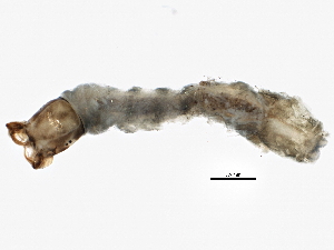  ( - SCCWRP0279059)  @12 [ ] CreativeCommons - Attribution (2012) CBG Photography Group Centre for Biodiversity Genomics