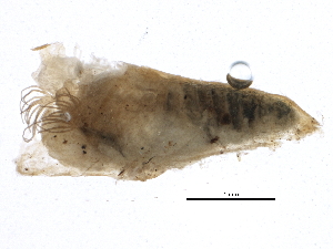  ( - SCCWRP0280001)  @12 [ ] CreativeCommons - Attribution (2012) CBG Photography Group Centre for Biodiversity Genomics