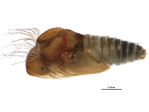  ( - SCCWRP0280004)  @12 [ ] CreativeCommons - Attribution (2012) CBG Photography Group Centre for Biodiversity Genomics