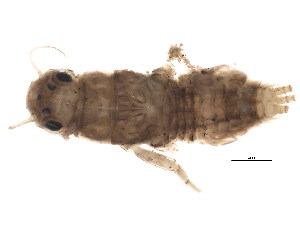  ( - SCCWRP0101027)  @12 [ ] CreativeCommons - Attribution (2012) CBG Photography Group Centre for Biodiversity Genomics