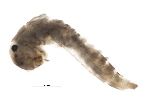  ( - SCCWRP0101029)  @12 [ ] CreativeCommons - Attribution (2012) CBG Photography Group Centre for Biodiversity Genomics