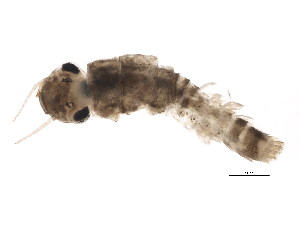  ( - SCCWRP0101030)  @12 [ ] CreativeCommons - Attribution (2012) CBG Photography Group Centre for Biodiversity Genomics