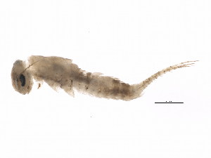  ( - SCCWRP0101033)  @12 [ ] CreativeCommons - Attribution (2012) CBG Photography Group Centre for Biodiversity Genomics