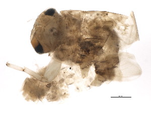  ( - SCCWRP0101036)  @12 [ ] CreativeCommons - Attribution (2012) CBG Photography Group Centre for Biodiversity Genomics