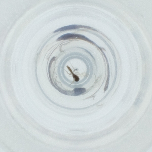  ( - MOZZ00000865A_E2)  @11 [ ] by (2004) Genome Research Ltd as Wellcome Sanger Institute Genome Research Limited operating as Wellcome Sanger Institute