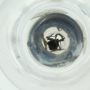  ( - MOZZ00000886A_B11)  @11 [ ] by (2004) Genome Research Ltd as Wellcome Sanger Institute Genome Research Limited operating as Wellcome Sanger Institute