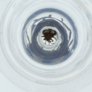  ( - SHAP_001_E9)  @11 [ ] by (2004) Genome Research Ltd as Wellcome Sanger Institute Genome Research Limited operating as Wellcome Sanger Institute