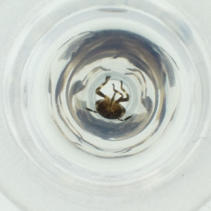  ( - SHAP_002_B9)  @11 [ ] by (2004) Genome Research Ltd as Wellcome Sanger Institute Genome Research Limited operating as Wellcome Sanger Institute