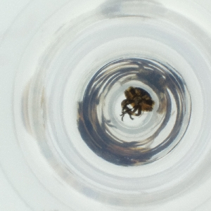  ( - SHAP_006_A3)  @11 [ ] by  Genome Research Ltd as Wellcome Sanger Institute Genome Research Limited operating as Wellcome Sanger Institute