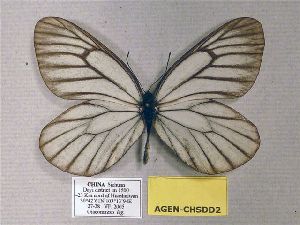  (Aporia genestieri genestieroides - AGEN-CHSDD2)  @14 [ ] CreativeCommons - Attribution Non-Commercial Share-Alike (2012) Unspecified ZEB
