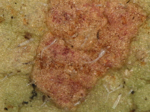  (Basidiophora entospora - SHOM79)  @11 [ ] © Copyright Government of Canada (2013) Unspecified Government of Canada