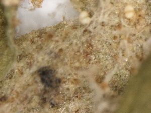  (Peronospora chrysosplenii - SHOM181)  @11 [ ] © Copyright Government of Canada (2013) Unspecified Government of Canada