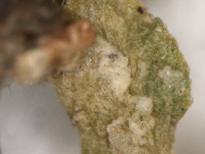  (Peronospora erophilae - SHOM214)  @11 [ ] © Copyright Government of Canada (2013) Unspecified Government of Canada