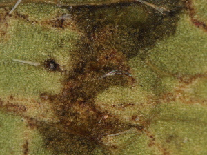  (Peronospora hydrophylli - SHOM261)  @11 [ ] © Copyright Government of Canada (2013) Unspecified Government of Canada