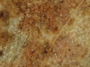  (Peronospora trifolii-pratensis - SHOM415)  @11 [ ] © Copyright Government of Canada (2013) Unspecified Government of Canada