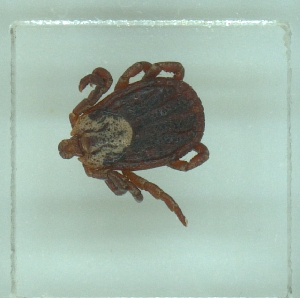  ( - NMNH-2022-031-B11)  @11 [ ] No Rights Reserved (2022) Yvonne Linton Smithsonian Institution National Museum of Natural History