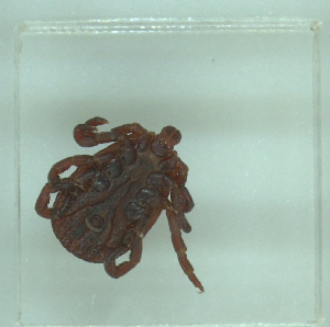  ( - NMNH-2022-031-B11)  @11 [ ] No Rights Reserved (2022) Yvonne Linton Smithsonian Institution National Museum of Natural History