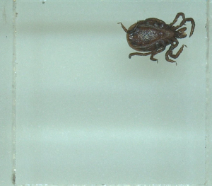  ( - NMNH-2022-031-H11)  @11 [ ] No Rights Reserved (2022) Yvonne Linton Smithsonian Institution National Museum of Natural History