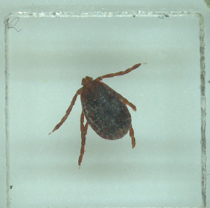  (Haemaphysalis parva - NMNH-2022-032-G12)  @11 [ ] No Rights Reserved (2022) Yvonne Linton Smithsonian Institution National Museum of Natural History
