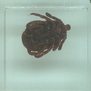  ( - NMNH-2022-036-B07)  @11 [ ] No Rights Reserved (2022) Yvonne Linton Smithsonian Institution National Museum of Natural History