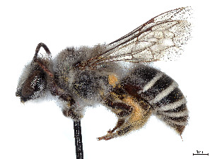  (Colletes cercidii - CCDB-37882-A03)  @11 [ ] CreativeCommons - Attribution Share - Alike (2024) CBG Photography Group Centre for Biodiversity Genomics