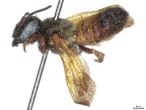  (Megachile torrida - CCDB-37882-C07)  @11 [ ] CreativeCommons - Attribution Share - Alike (2024) CBG Photography Group Centre for Biodiversity Genomics