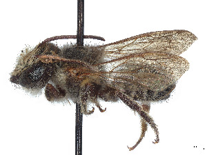  (Megachile trigonaspis - CCDB-37882-C08)  @11 [ ] CreativeCommons - Attribution Share - Alike (2024) CBG Photography Group Centre for Biodiversity Genomics