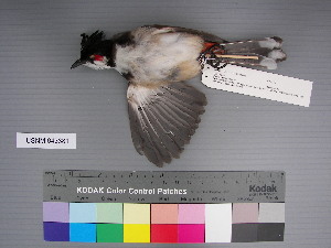  (Pycnonotus jocosus - USNM 643381)  @14 [ ] Unspecified (default): All Rights Reserved  Unspecified Unspecified