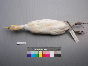  (Bubulcus ibis - USNM 643443)  @14 [ ] Unspecified (default): All Rights Reserved  Unspecified Unspecified