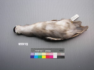  ( - USNM 643536)  @13 [ ] Unspecified (default): All Rights Reserved  Unspecified Unspecified