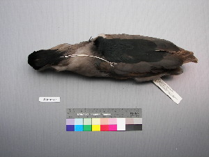  ( - USNM 643536)  @13 [ ] Unspecified (default): All Rights Reserved  Unspecified Unspecified