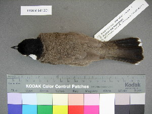  (Pycnonotus leucogenys - USNM 641301)  @14 [ ] Copyright  Smithsonian Institution 2010 Unspecified