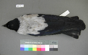  (Corvus cornix - USNM 641315)  @14 [ ] Copyright  Smithsonian Institution 2010 Unspecified