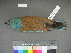  (Coracias garrulus - USNM 641329)  @14 [ ] Copyright  Smithsonian Institution 2010 Unspecified