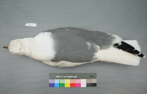  (Larus armenicus - USNM 641339)  @15 [ ] Copyright  Smithsonian Institution 2010 Unspecified