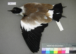  (Vanellus - USNM 641362)  @14 [ ] Copyright  Smithsonian Institution 2010 Unspecified