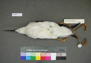  (Himantopus himantopus - USNM 641368)  @13 [ ] Copyright  Smithsonian Institution 2010 Unspecified